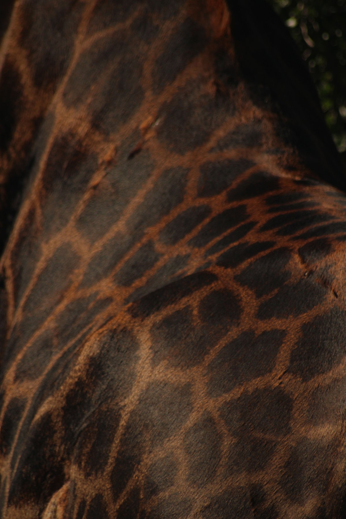 giraphe.ch